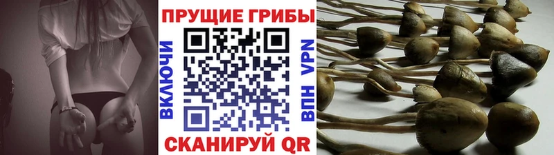 Галлюциногенные грибы мицелий  Голицыно 